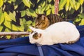 Two cats sleeping Royalty Free Stock Photo