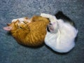 Two cats sleeping together on a carpet Royalty Free Stock Photo