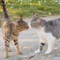 Two cats sniff each other. Meeting of two cats, cat wedding. Novel Royalty Free Stock Photo