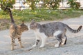 Two cats sniff each other. Meeting of two cats, cat wedding. Novel Royalty Free Stock Photo