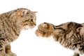 Two cats sniffing each other Royalty Free Stock Photo