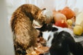 Two cats sniffing pumpkins in sunny light at home. Cute cats playing at autumn harvest vegetables, leaves and nuts. Pets and fall