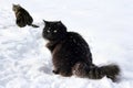 Two cats in the snow Royalty Free Stock Photo