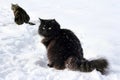 Two cats in the snow