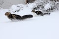 Two cats in the snow Royalty Free Stock Photo