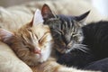 Two cats snuggling together. Two adorable kittens sleeping together close up. Generative AI Royalty Free Stock Photo