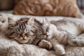 Two cats on the sofa Royalty Free Stock Photo