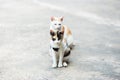 Two cats standing on the cement floor, Thai cat skin.