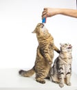 Two cats standing and eating food from hand