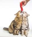 Two cats standing and eating food from hand