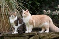 Two different cat breeds outdoors side by side Royalty Free Stock Photo