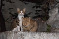 Two cats standing on rock