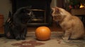 Two cats staring at pumpkin in cozy living room setting Royalty Free Stock Photo