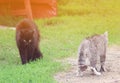Two cats stood in a threatening posture and going to fight in the spring Royalty Free Stock Photo