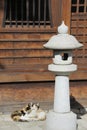 Two cats in the sun at a temple Royalty Free Stock Photo