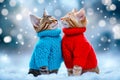 Two cats in sweaters in the snow Royalty Free Stock Photo