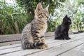 Two cats on a table staring at something Royalty Free Stock Photo