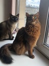 Two cats - a Thai seal point and a red-haired Somali - are sitting on the windowsill of a city house Royalty Free Stock Photo