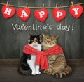 Two cats tied with red scarf near fence Royalty Free Stock Photo