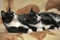 Two cats are twins Royalty Free Stock Photo