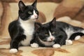 Two cats are twins Royalty Free Stock Photo