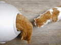 Two cats using a closed litter box, seen directly from above.