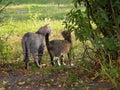 Two cats walking