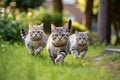 two cats that are walking in the grass together, with one cat running Royalty Free Stock Photo