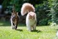 Two different breed cats walking past each other Royalty Free Stock Photo