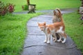 Two cats walking in a resort in Amed, Bali Royalty Free Stock Photo