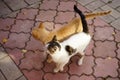 Two cats are walking together with their bodies leaning against each other