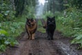 Two cats walking on a winding dirt path in the peaceful forest, surrounded by vibrant green trees Royalty Free Stock Photo