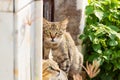 Two cats between wall and plants. Royalty Free Stock Photo