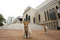Two cats are watching from the side of the mosque low at Baitul Mukarram National Mosque, Dhaka