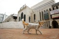 Two cats are watching from the side of the mosque low at Baitul Mukarram National Mosque, Dhaka