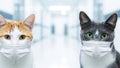Two cats wearing face masks Royalty Free Stock Photo