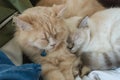 Two cats were sleeping soundly next to each other
