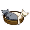 Two cats, white and black curled up in a basket. cartoon character for decoration in pet artwork advertising, clip art, textbook