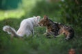 Two cats white and gray striped on green grass