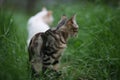 Two cats white and gray striped on green grass