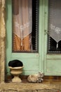 Two cats and wood door Saint Cyprien Dordogne France