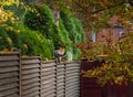 Two cats on the wooden brown fence in the backyard Royalty Free Stock Photo