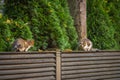 Two cats on the wooden brown fence in the backyard Royalty Free Stock Photo
