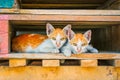 Two cats in wooden pallet