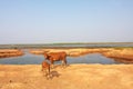 Two cattle Royalty Free Stock Photo