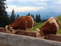 Two cattle drink water from a wooden trough Royalty Free Stock Photo