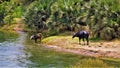 Two cattle drinking water on the river Nile. Royalty Free Stock Photo