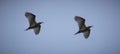 Two Cattle egrets. Royalty Free Stock Photo