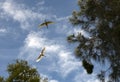 Two Cattle Egrets (Bubulcus ibis) carrying nesting material in Sydney Royalty Free Stock Photo