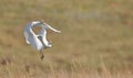 Two cattle egrets in flight on the African Savannah Royalty Free Stock Photo